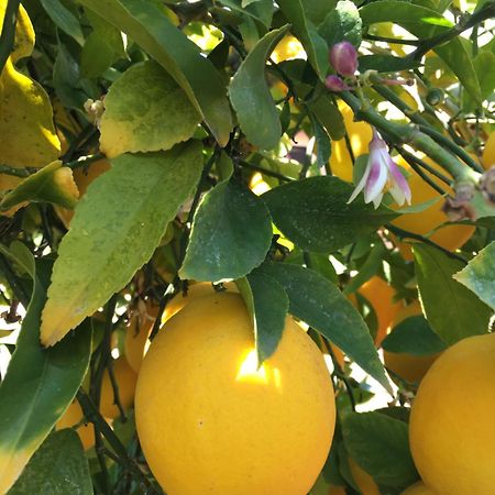 Lemon Tree Otel Donji Seget Dış mekan fotoğraf