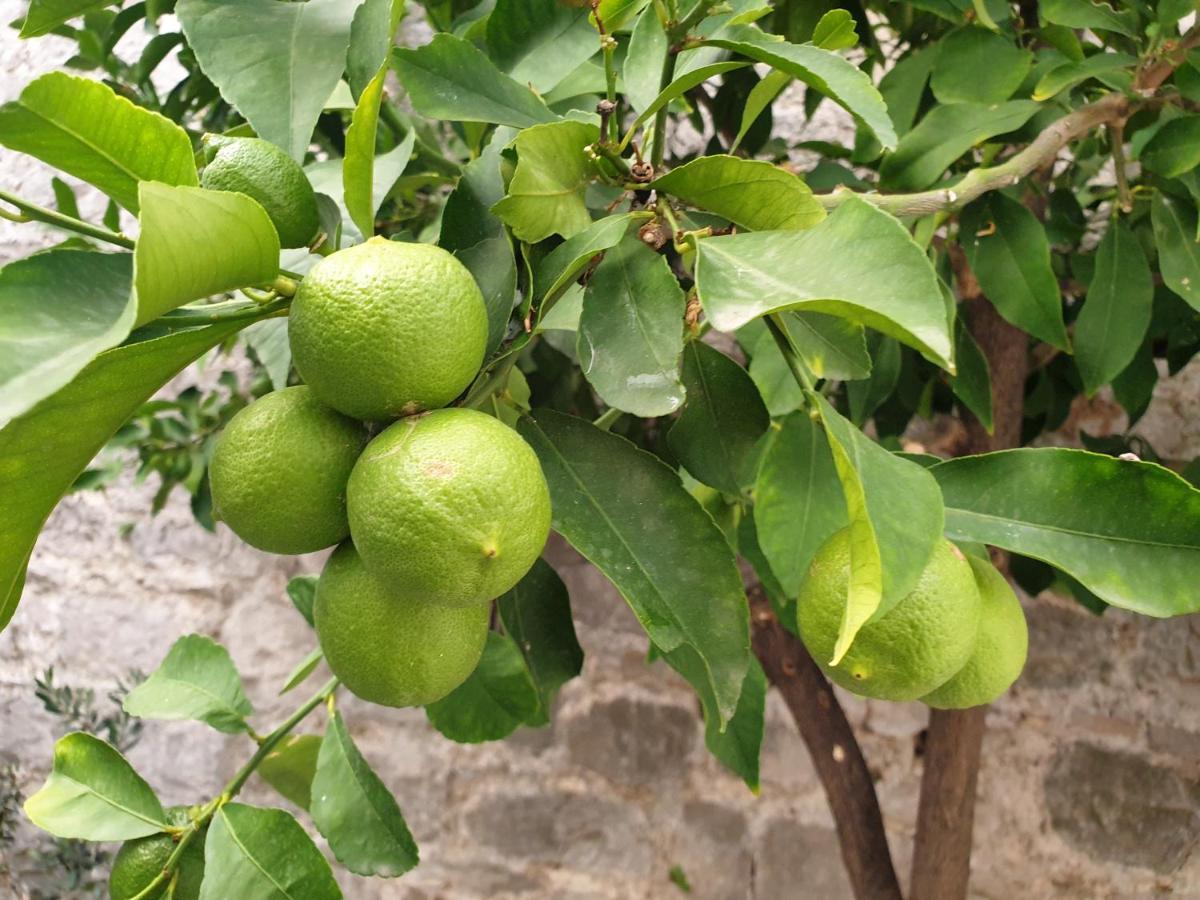 Lemon Tree Otel Donji Seget Dış mekan fotoğraf