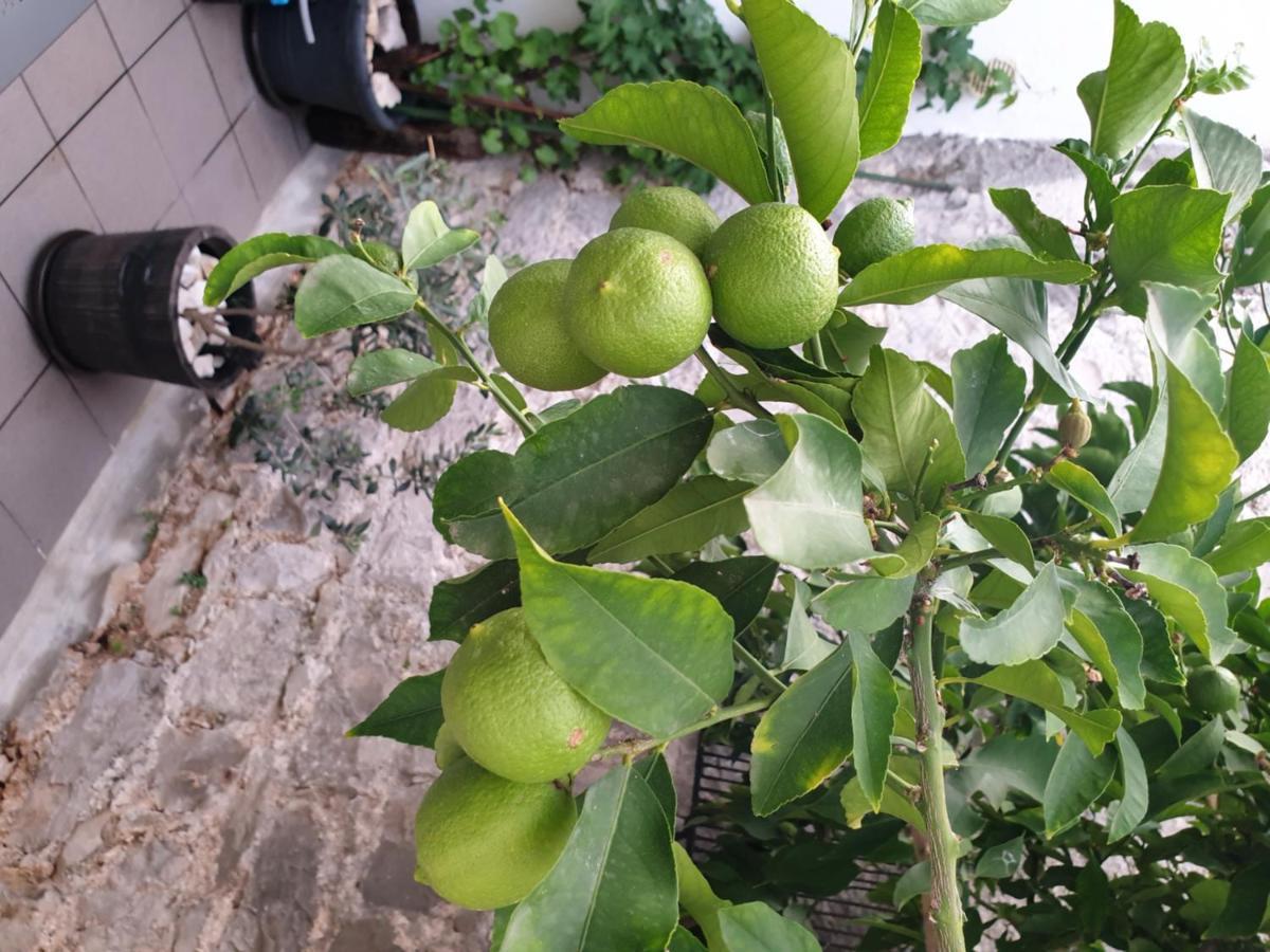 Lemon Tree Otel Donji Seget Dış mekan fotoğraf