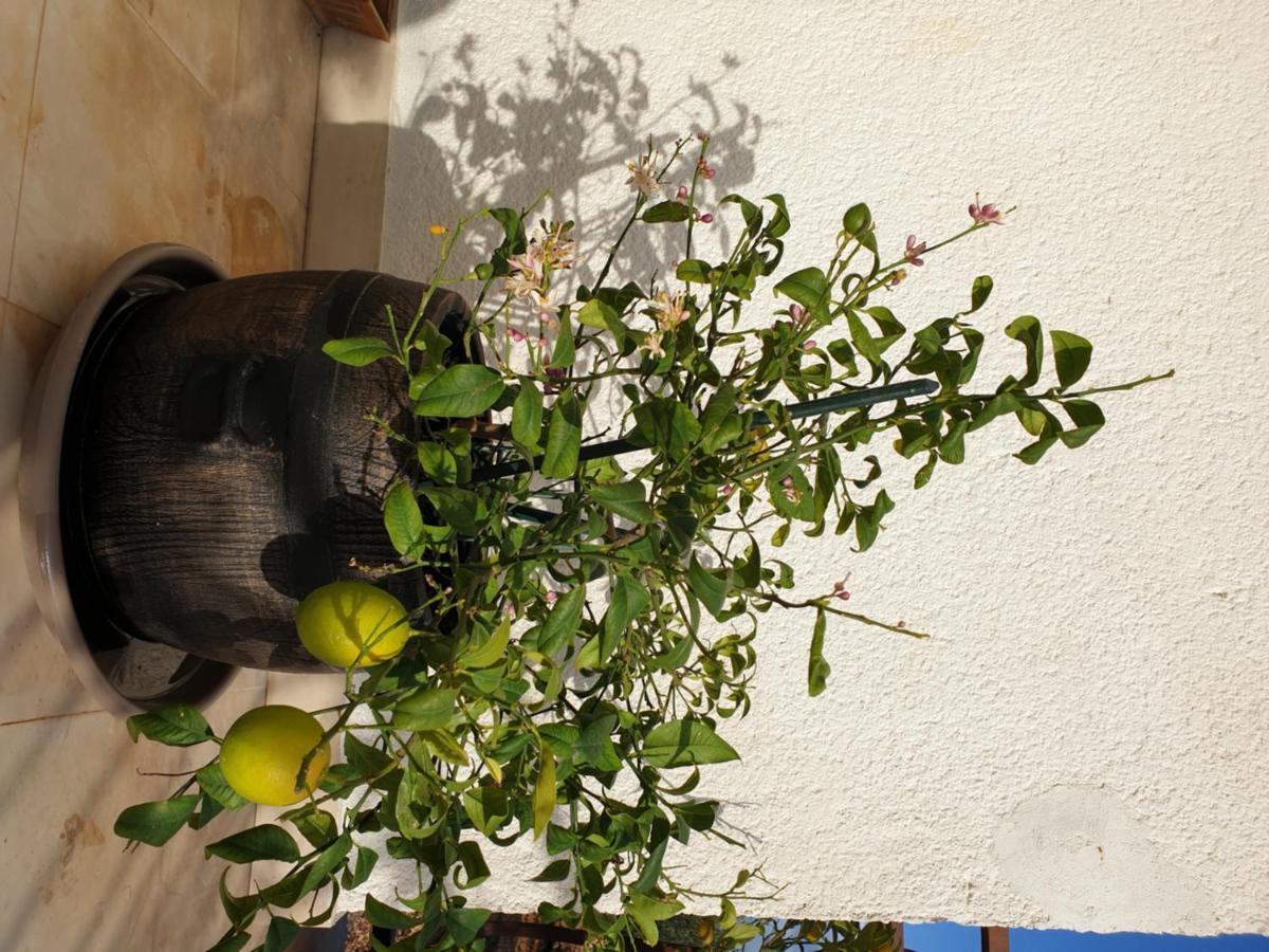 Lemon Tree Otel Donji Seget Dış mekan fotoğraf