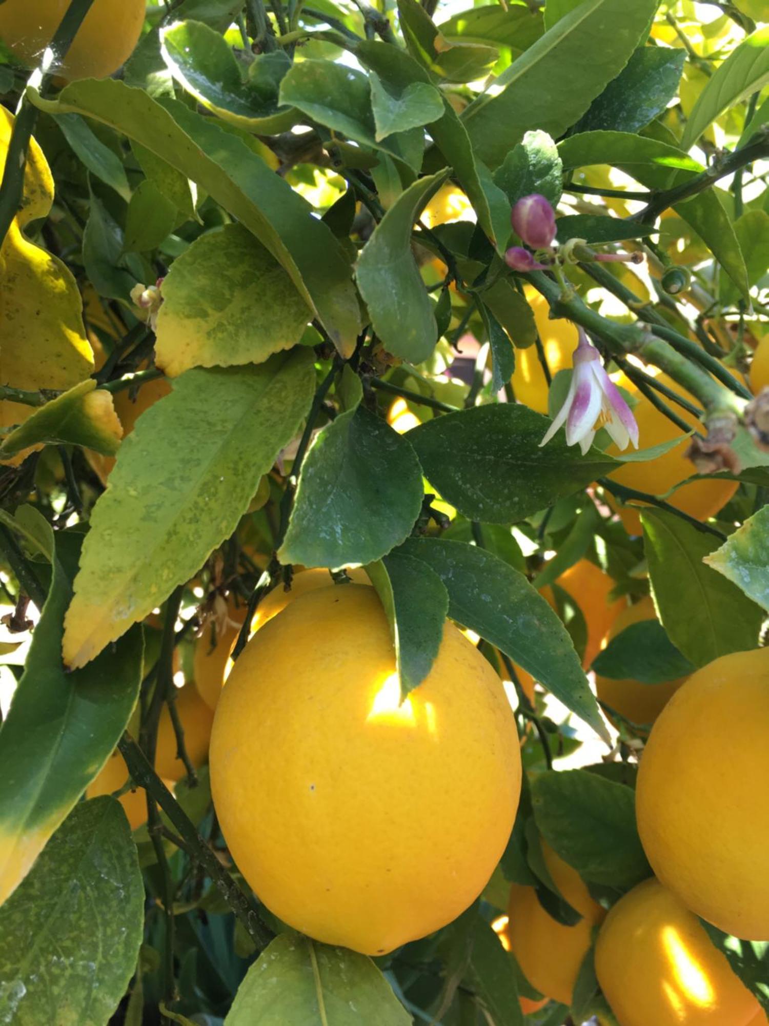 Lemon Tree Otel Donji Seget Dış mekan fotoğraf