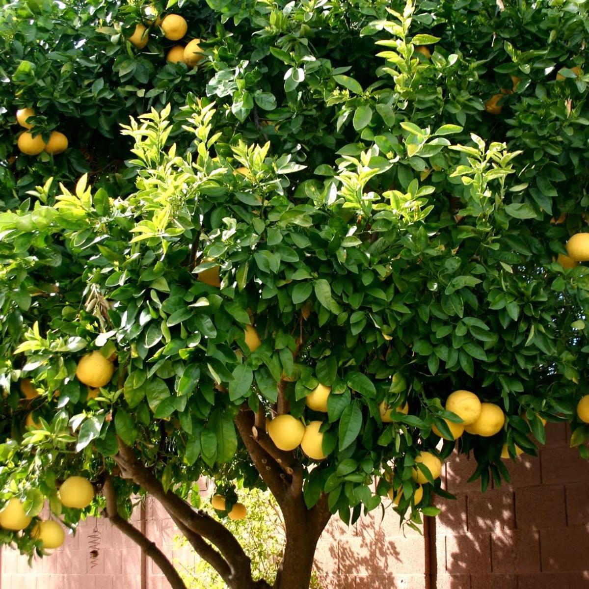 Lemon Tree Otel Donji Seget Dış mekan fotoğraf